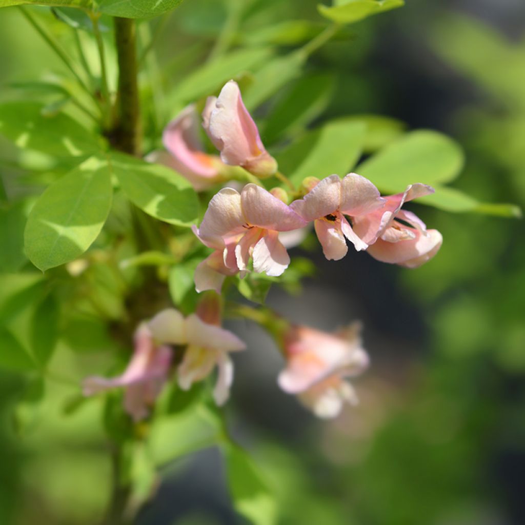 Laburnocytisus adamii - Geißkleegoldregen