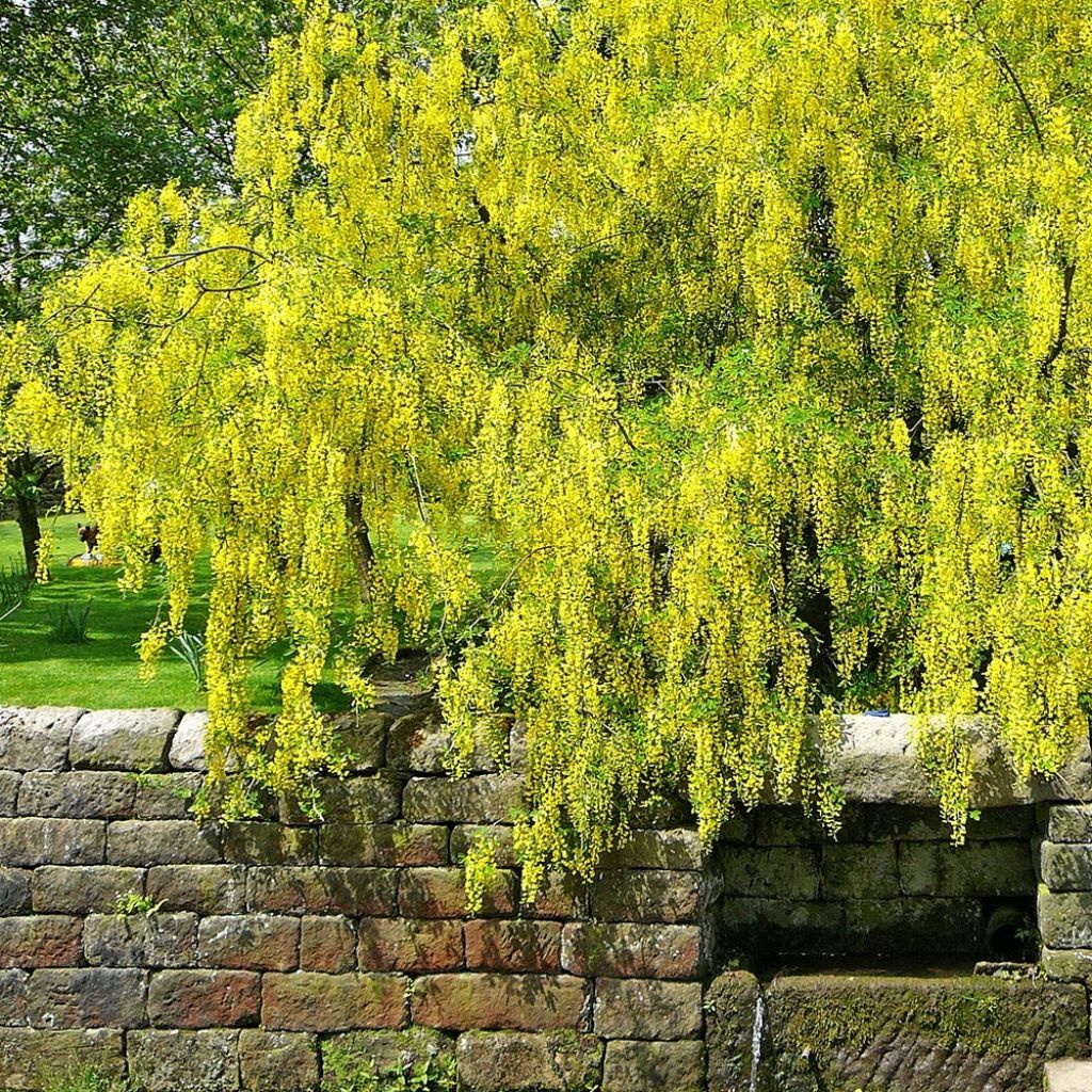Laburnum alpinum Pendulum - Alpen-Goldregen
