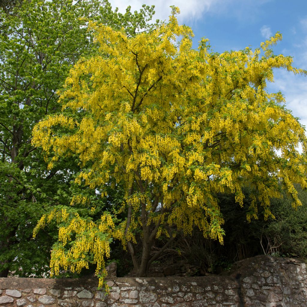 Laburnum anagyroides - Gewöhnlicher Goldregen