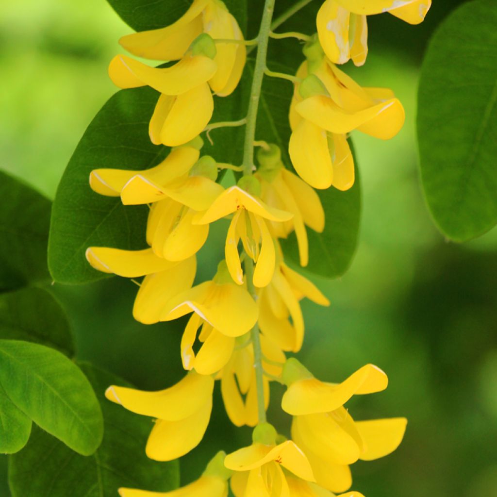 Laburnum anagyroides - Gewöhnlicher Goldregen