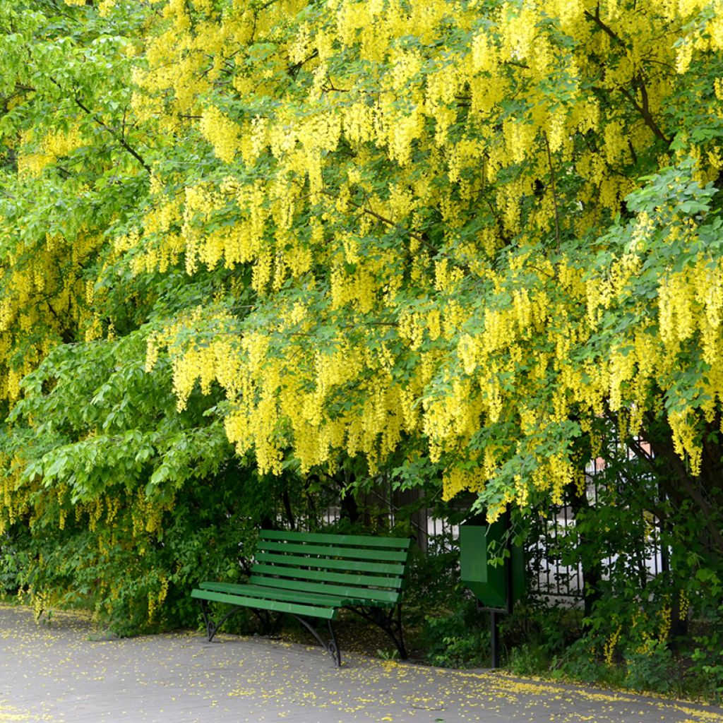 Laburnum anagyroides - Gewöhnlicher Goldregen