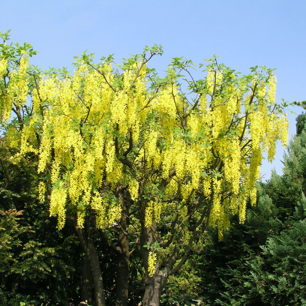 Laburnum watereri Vossii - Voss Goldregen
