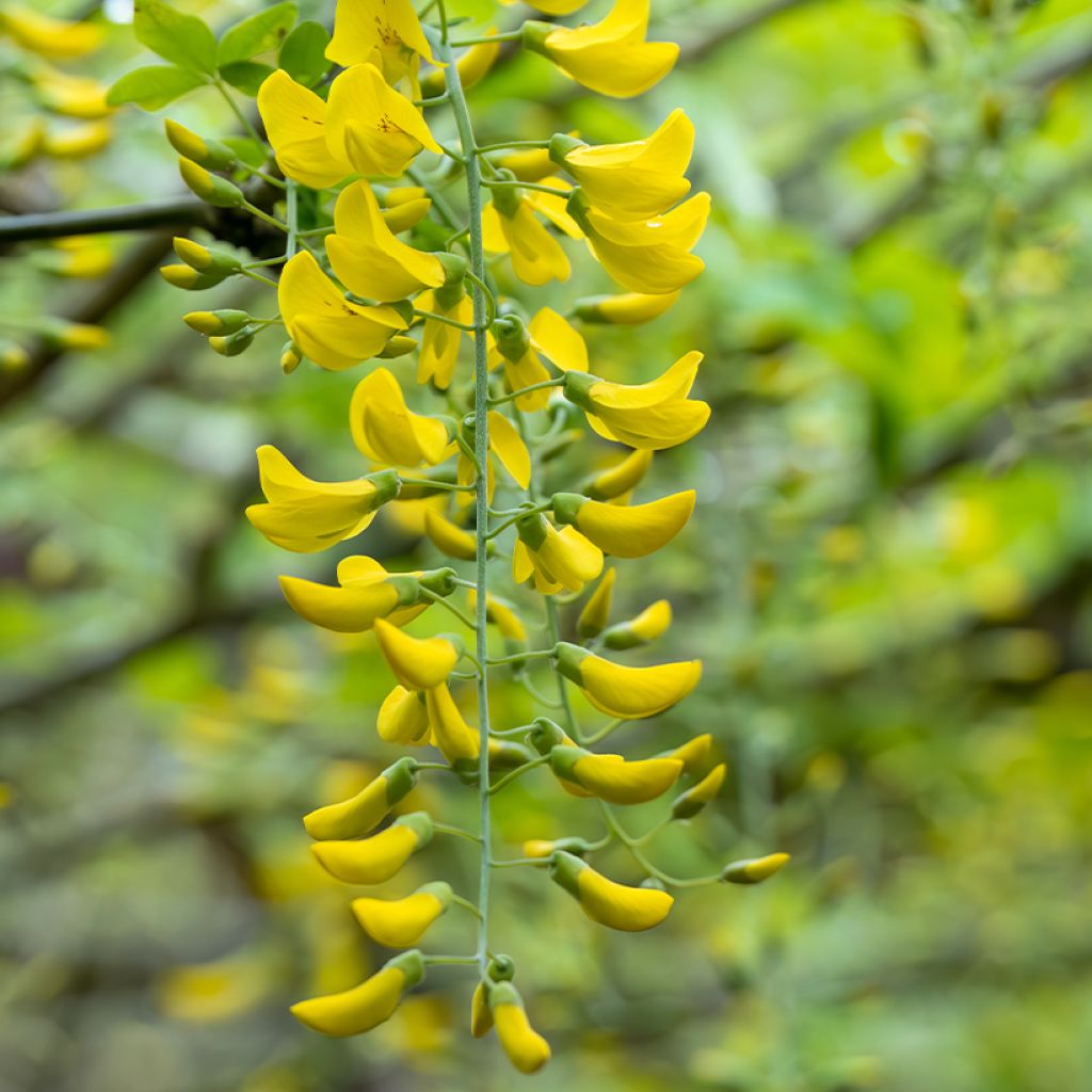 Laburnum watereri Vossii - Voss Goldregen