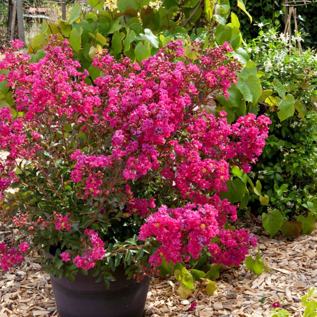 Chinesische Kräuselmyrte Cherry - Lagerstroemia