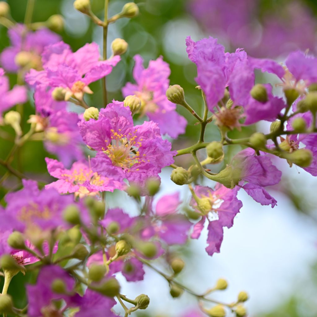 Chinesische Kräuselmyrte Violacea - Lagerstroemia