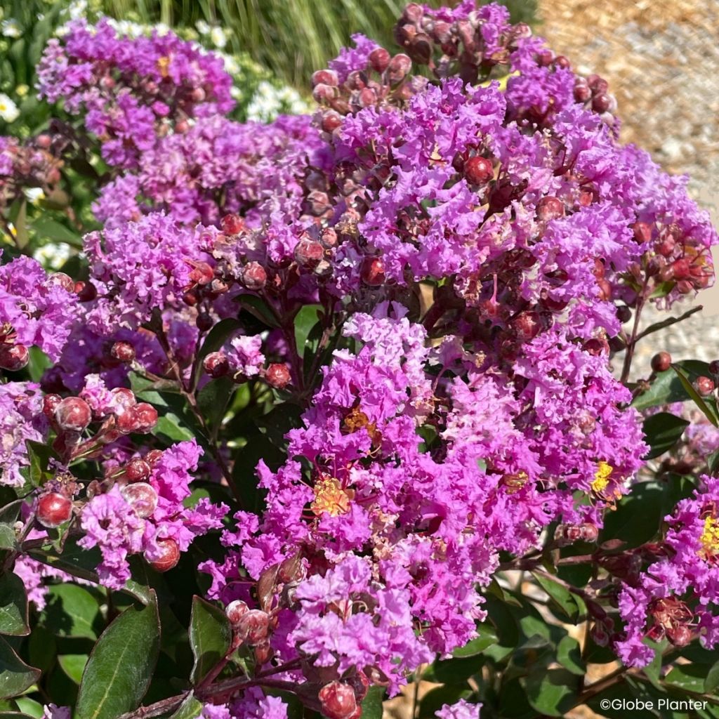 Chinesische Kräuselmyrte Gourmet Violetta - Lagerstroemia