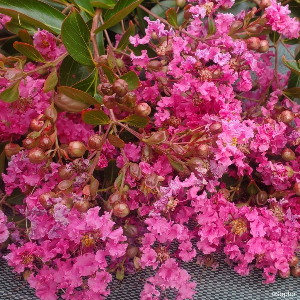Chinesische Kräuselmyrte Mimie Rose - Lagerstroemia indica 