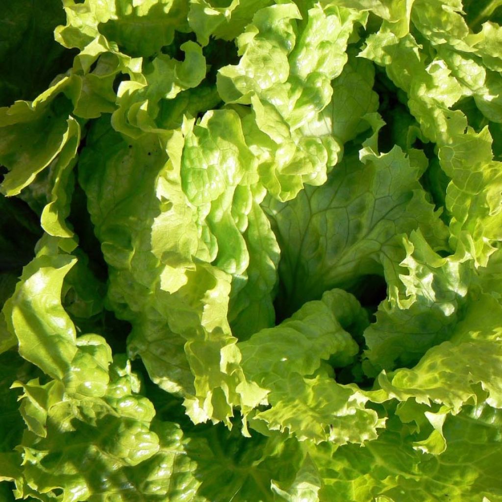 Bataviasalat Dorée de Printemps (Pflanzen)