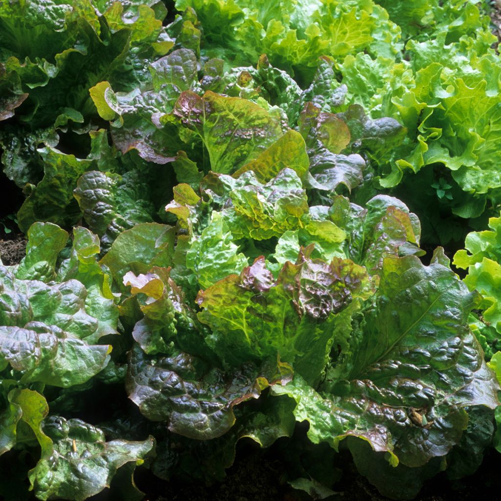 Bataviasalat Rouge Grenobloise