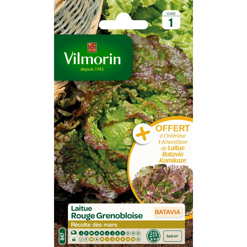 Bataviasalat Batavia Rouge Grenobloise - Vilmorin