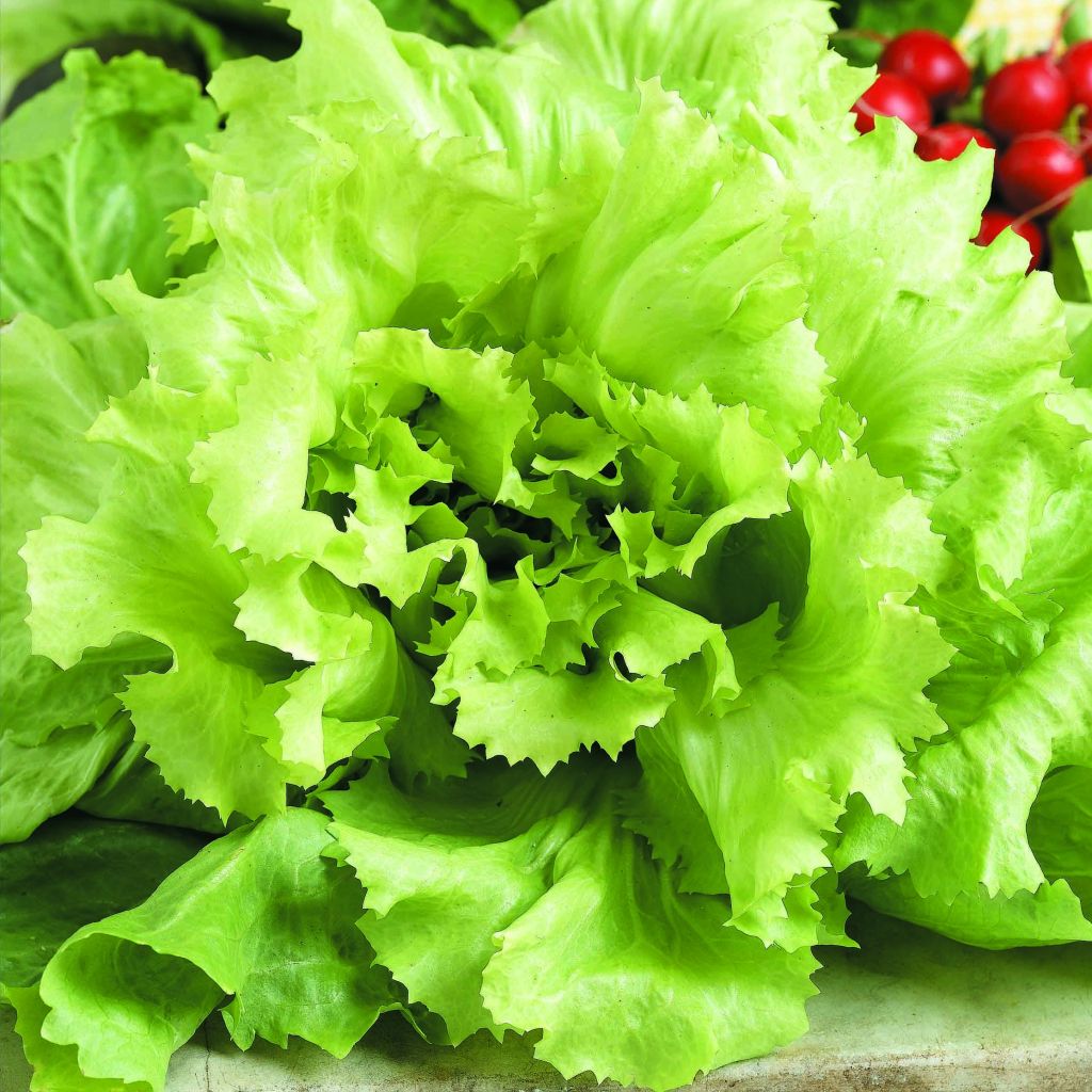 Bataviasalat verte Iceberg