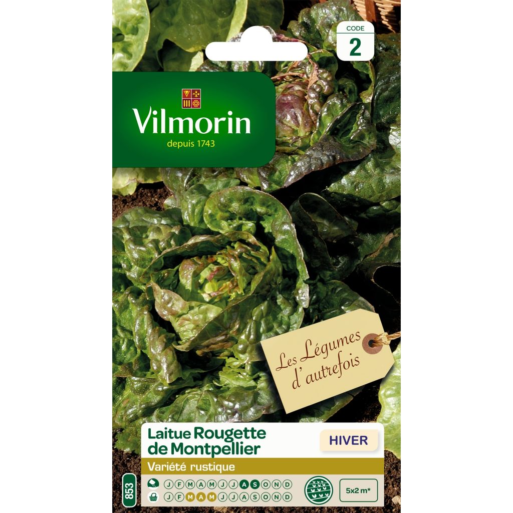 Kopfsalat Rougette de Montpellier - Vilmorin
