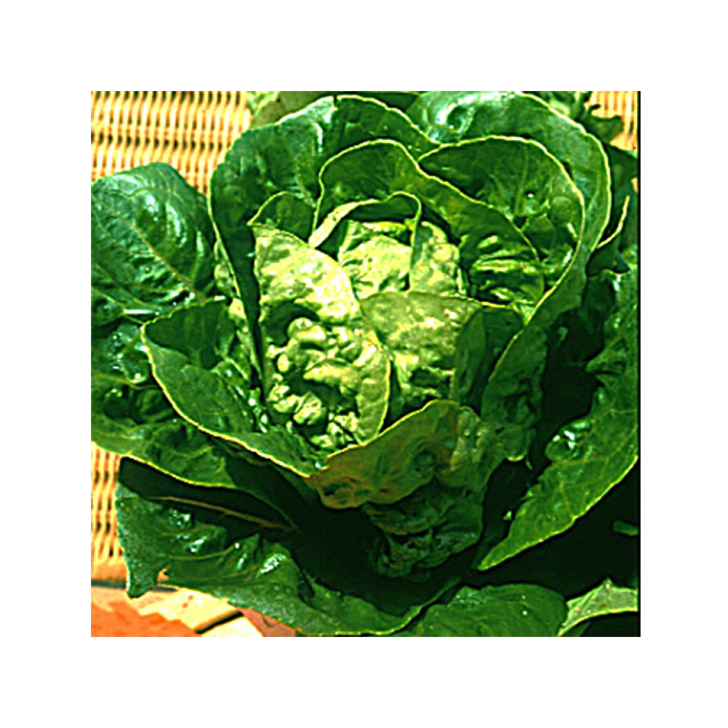 Kopfsalat grasse Sucrine