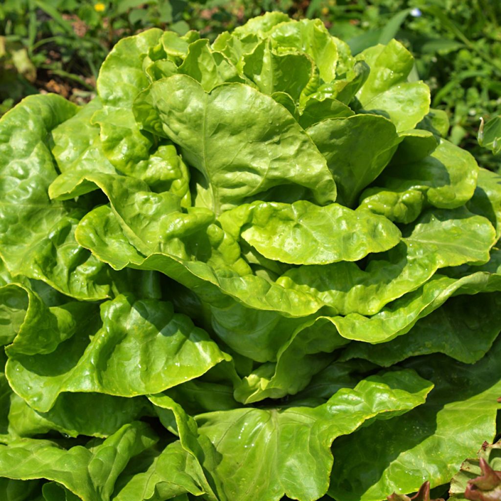 Kopfsalat Gotte Jaune