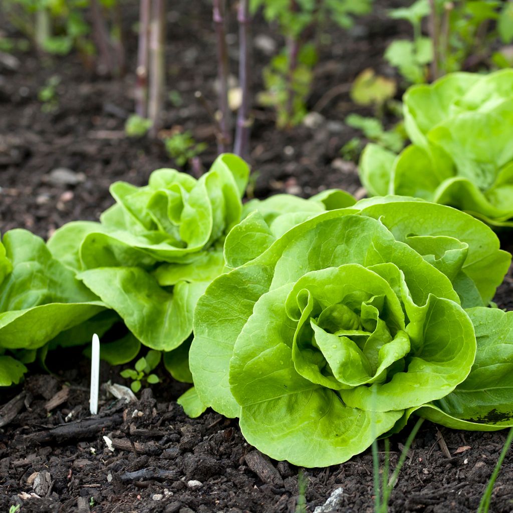 Kopfsalat Reine de Mai