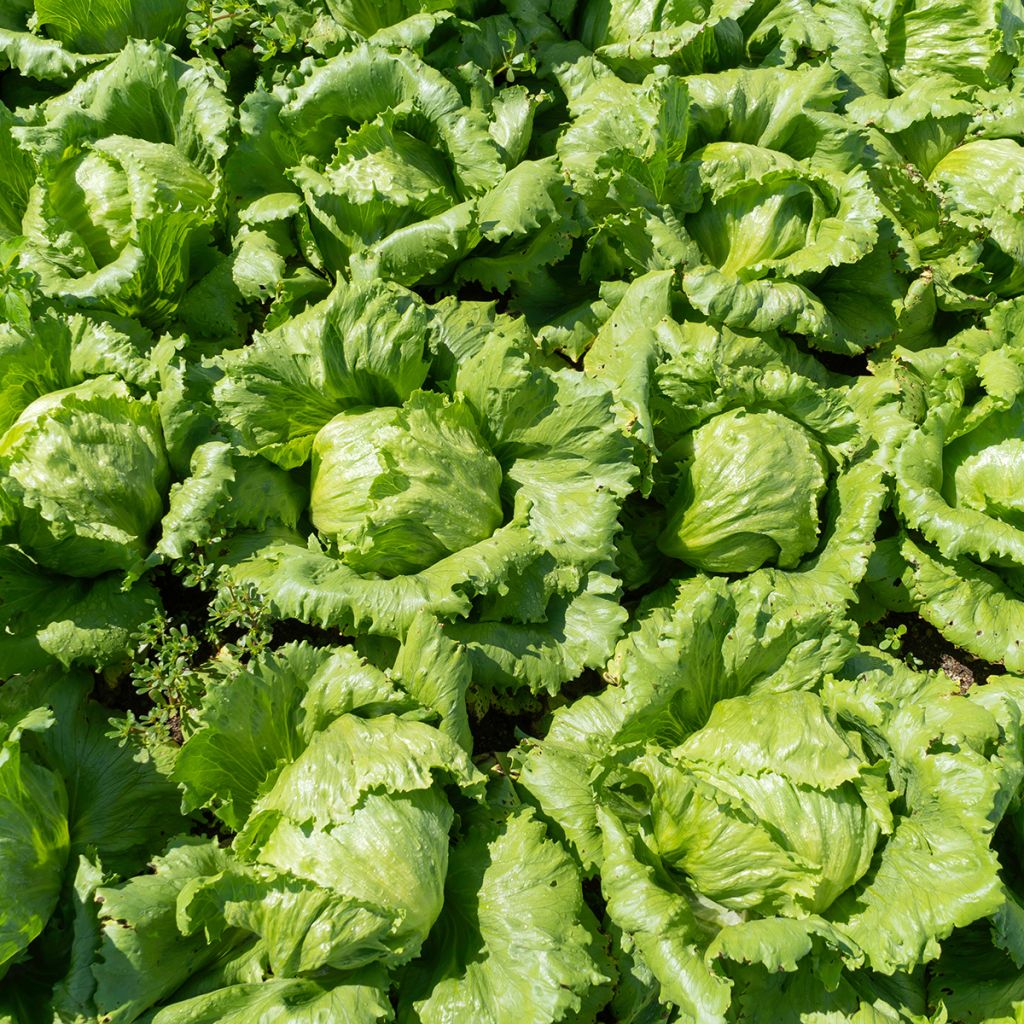 Kopfsalat Reine de Mai