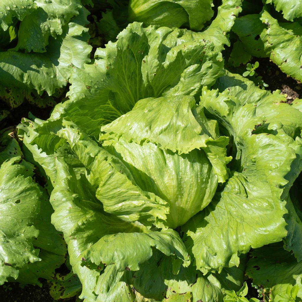 Kopfsalat Reine de Mai