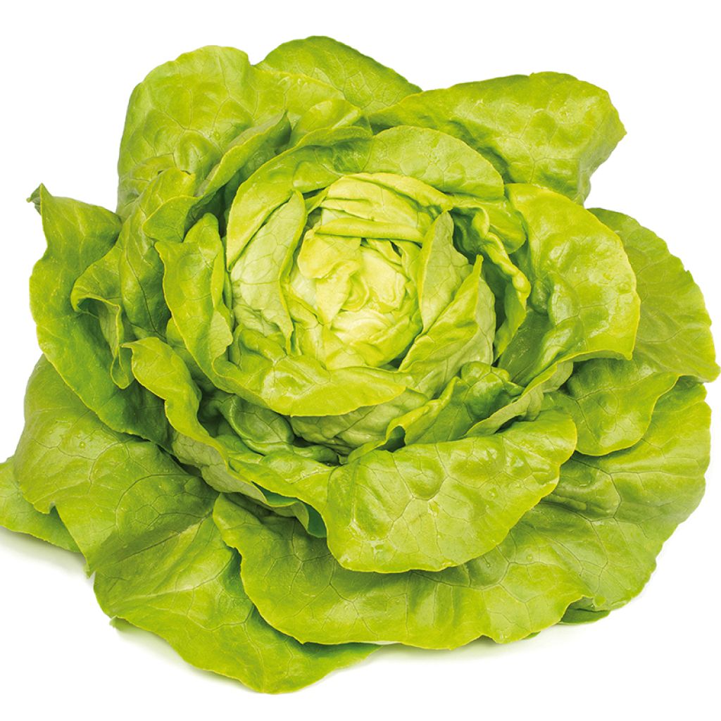 Kopfsalat Gabino Bio - Ferme de Sainte Marthe