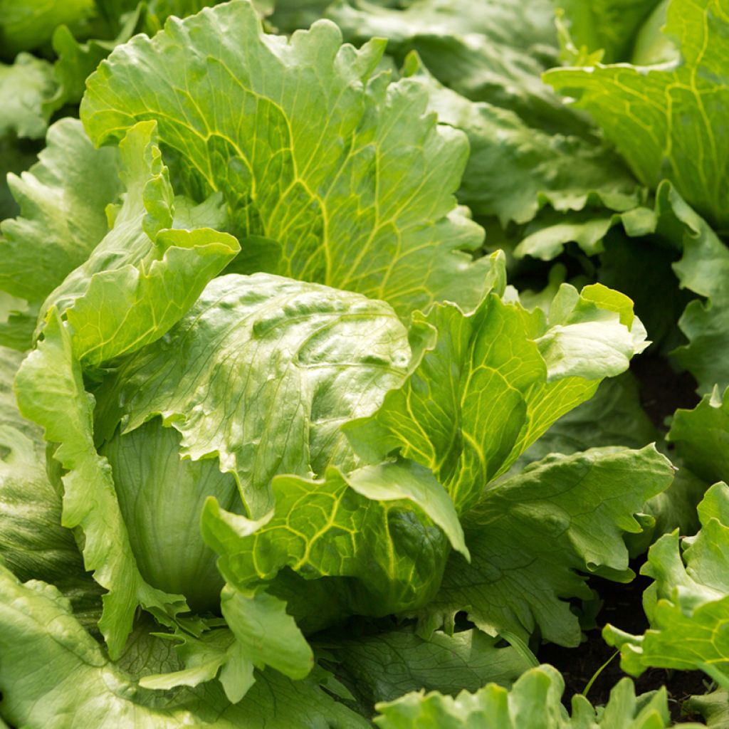 Bataviasalat Hollywood