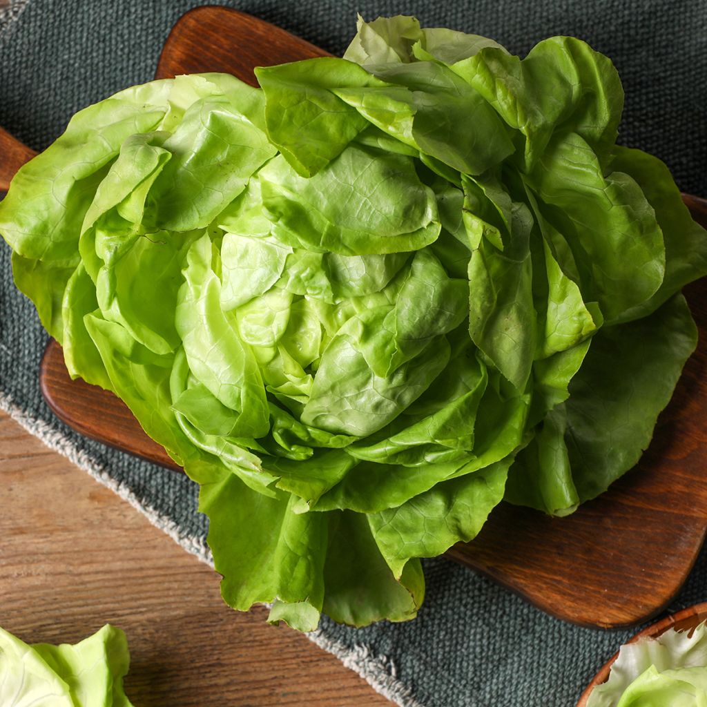 Kopfsalat du Bon Jardinier