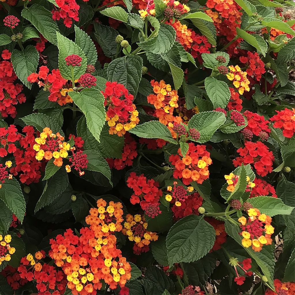 Lantana camara Bloomify Red - Wandelröschen