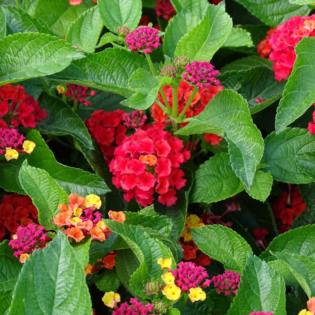 Lantana camara Bloomify Red - Wandelröschen