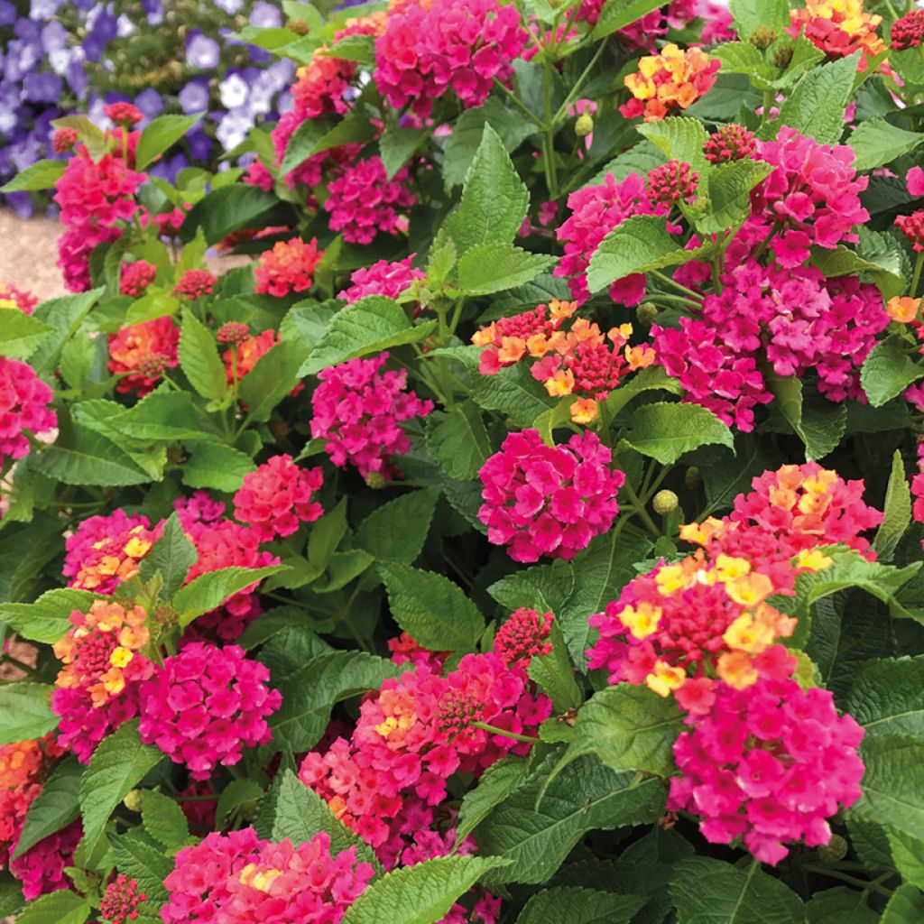 Lantana camara Bloomify Rose
