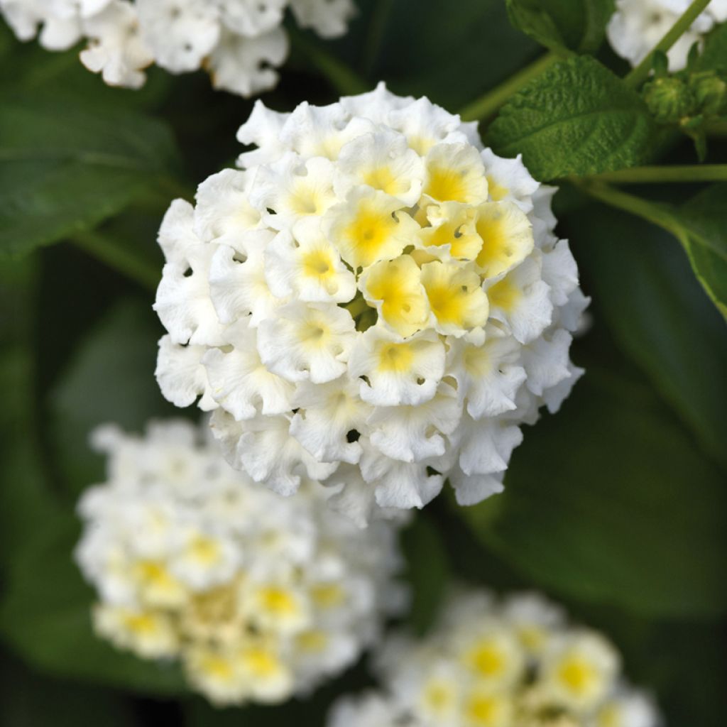 Lantana camara Bloomify White