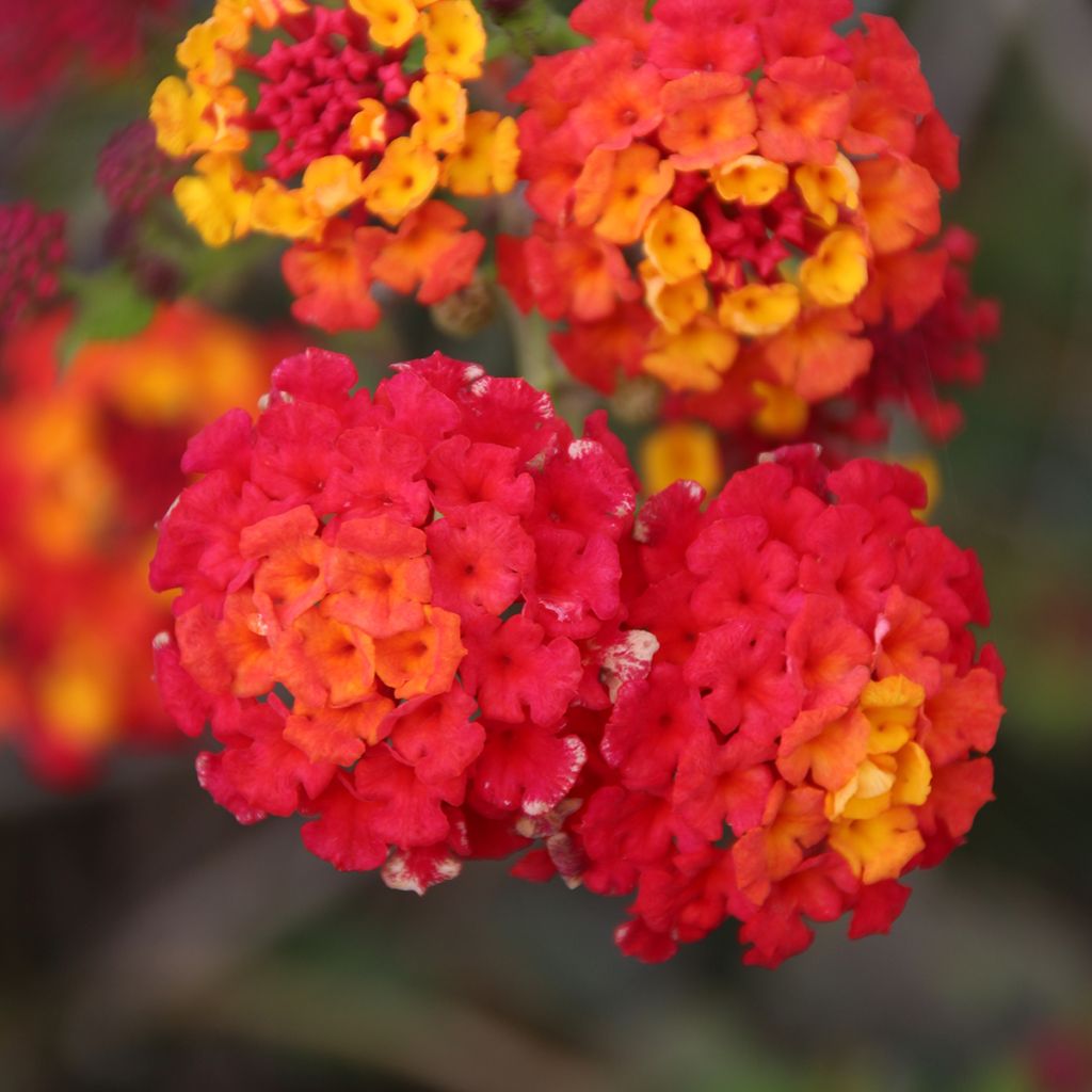 Lantana camara Shamrock Red - Wandelröschen