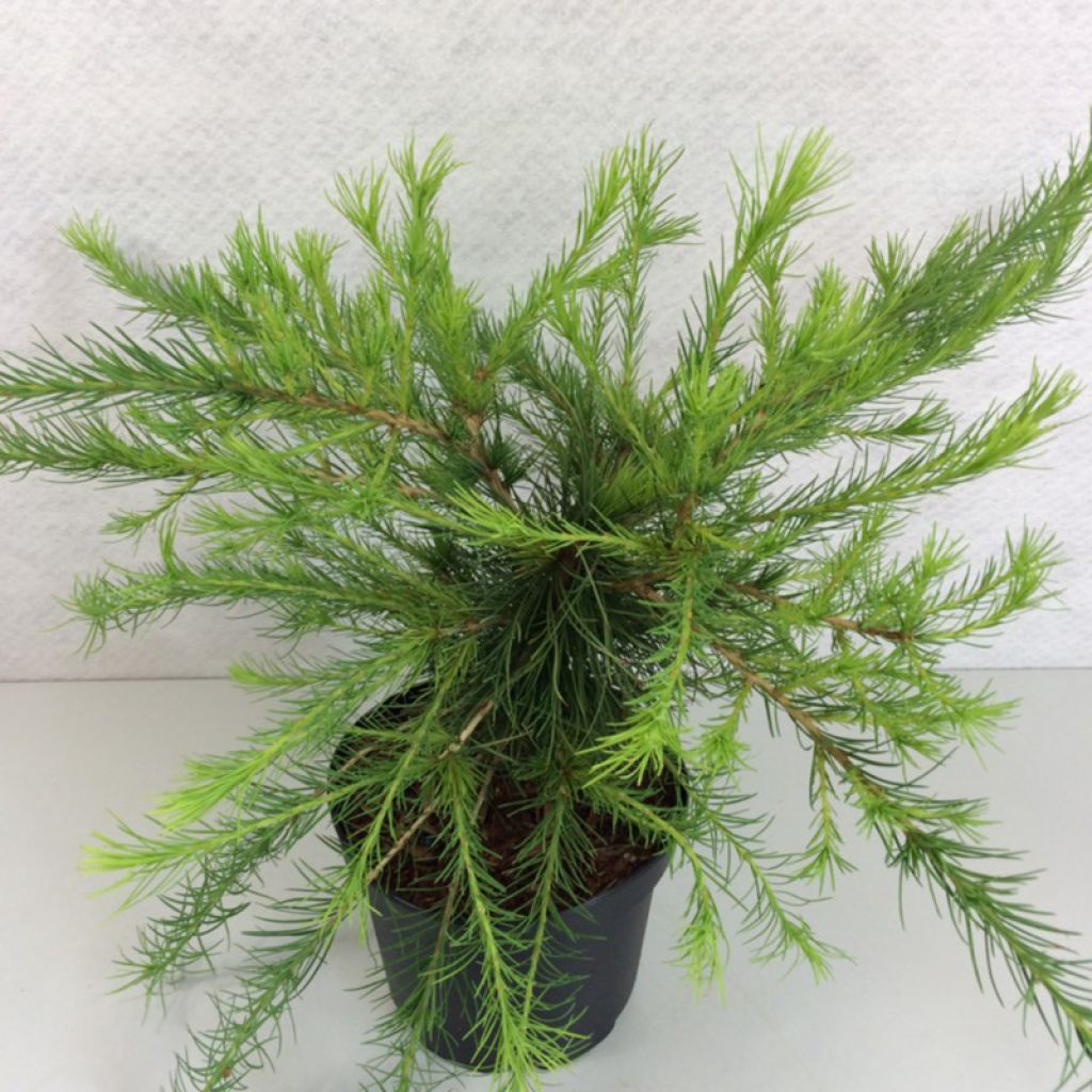 Larix laricina Arethusa Bog - Amerikanische Lärche