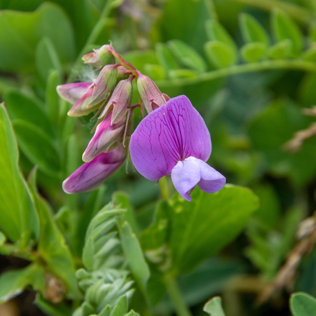 Strand-Platterbse - Lathyrus maritimus