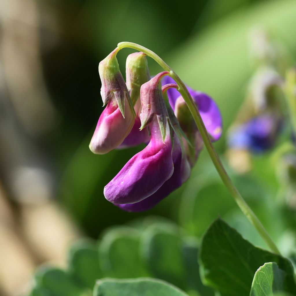 Strand-Platterbse - Lathyrus maritimus