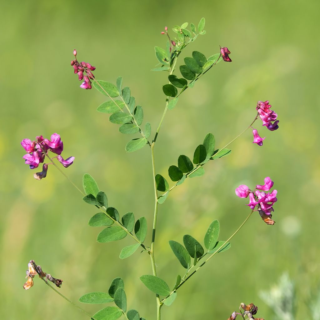 Schwarze Platterbse - Lathyrus niger