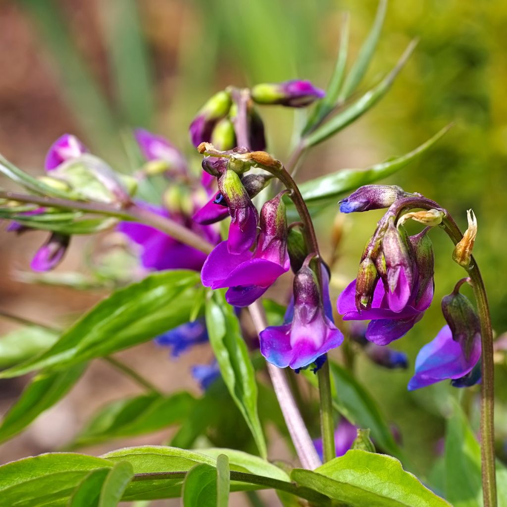 Lathyrus vernus - Frühlings-Platterbse