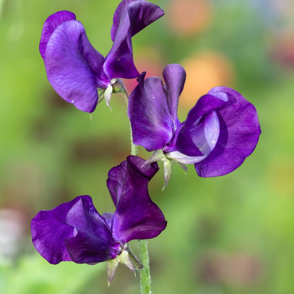 Duftwicke Blue Velvet (Samen) - Lathyrus odoratus