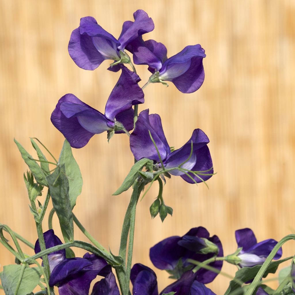 Duftwicke King Size Navy Blue (Samen) - Lathyrus odoratus