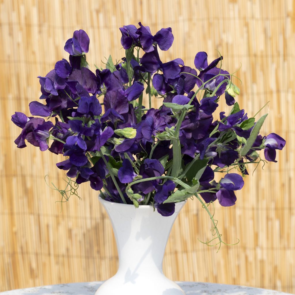 Duftwicke King Size Navy Blue (Samen) - Lathyrus odoratus