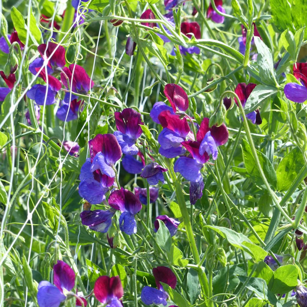 Duftwicke Cupani (Samen) - Lathyrus odoratus