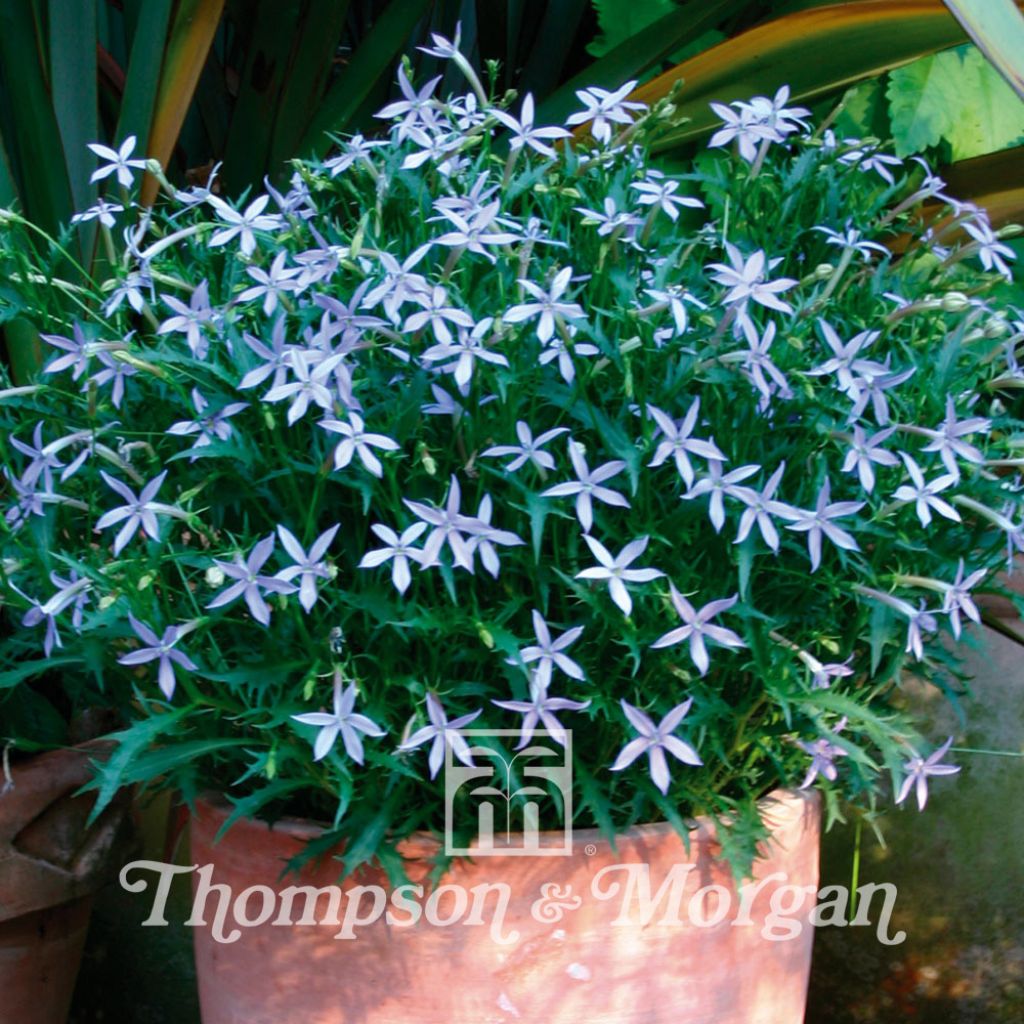 Solenopsis axillaris Avant-Garde Blue F1 Hybrid (Samen) - Sternenblume