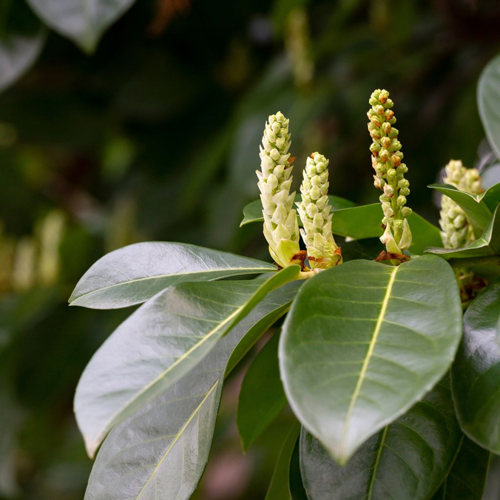 Kirschlorbeer Genolia - Prunus laurocerasus