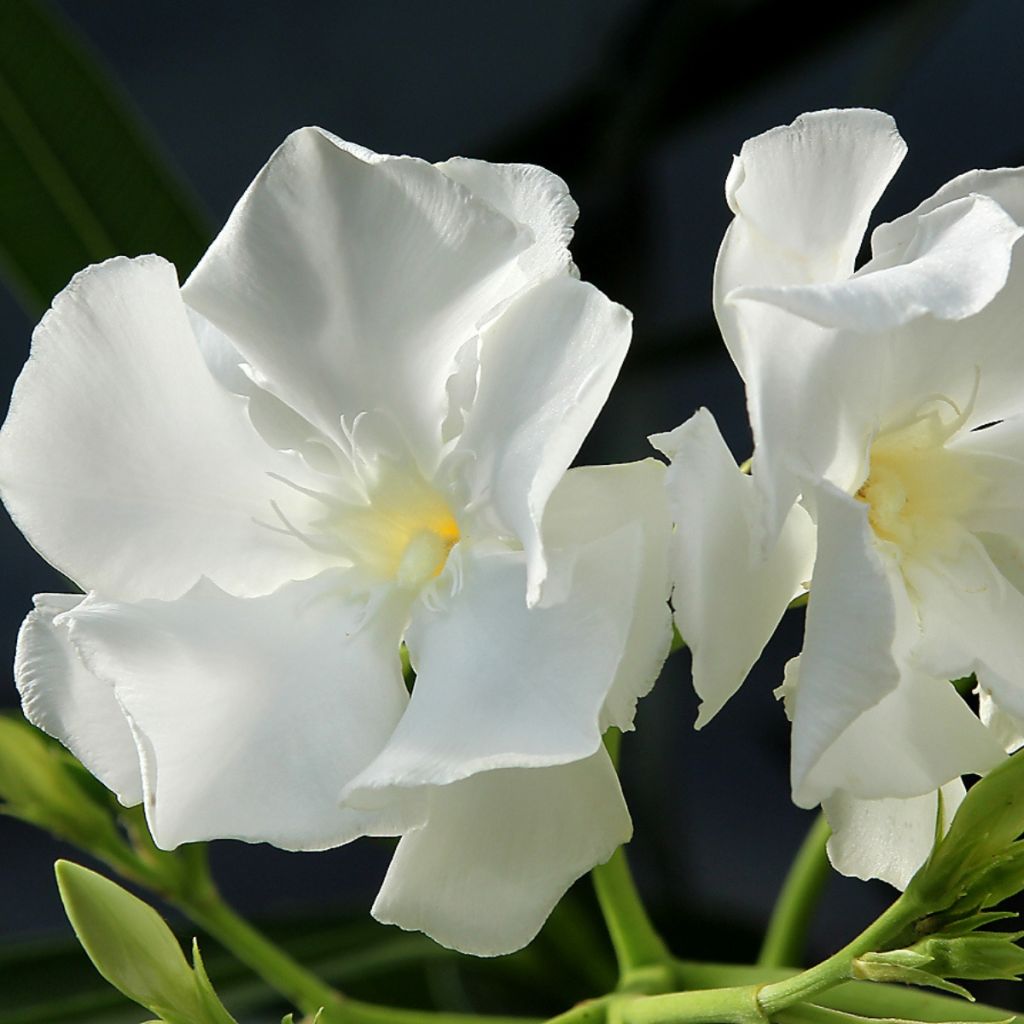 Oleander Mont Blanc – Nerium oleander
