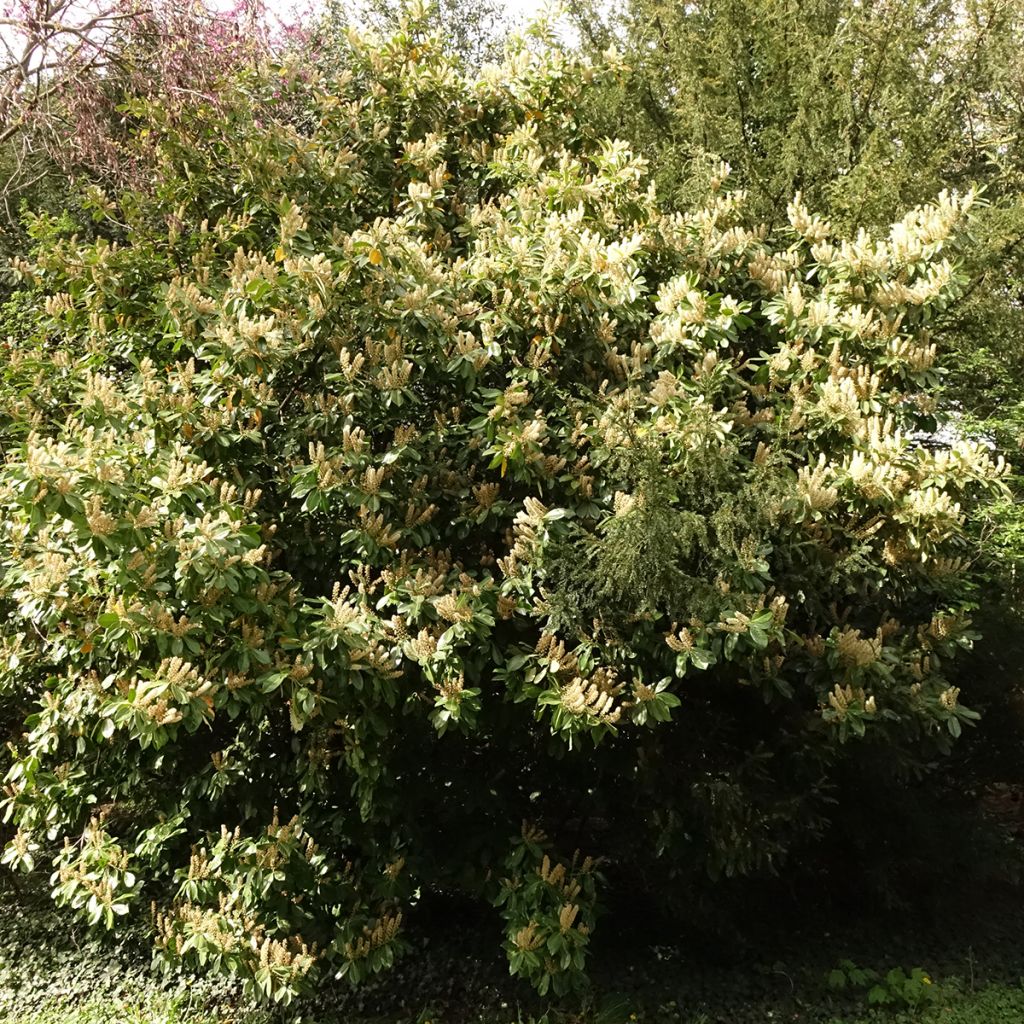 Kirschlorbeer Caucasica - Prunus laurocerasus
