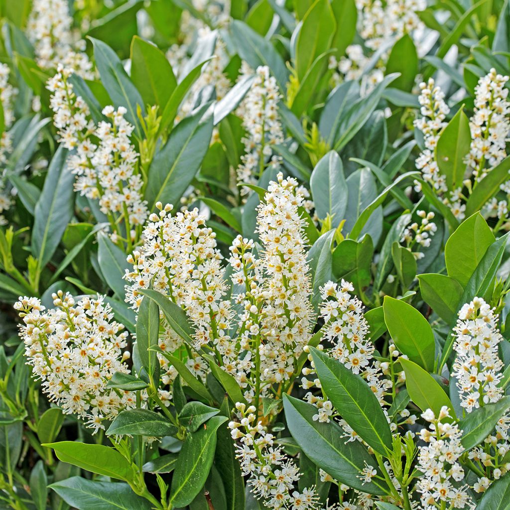 Kirschlorbeer Herbergii - Prunus laurocerasus