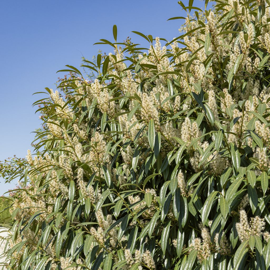Kirschlorbeer Otto Luyken - Prunus laurocerasus
