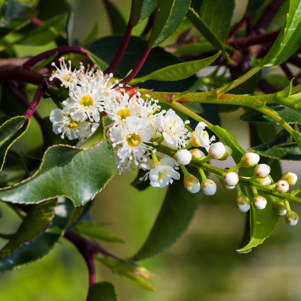 Portugiesische Lorbeerkirsche Brenelia - Prunus lusitanica