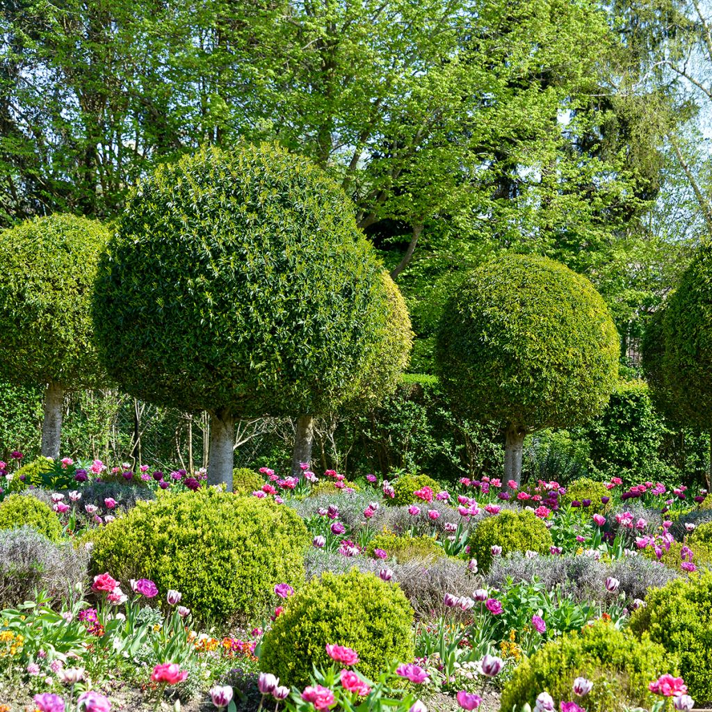 Portugiesische Lorbeerkirsche - Prunus lusitanica