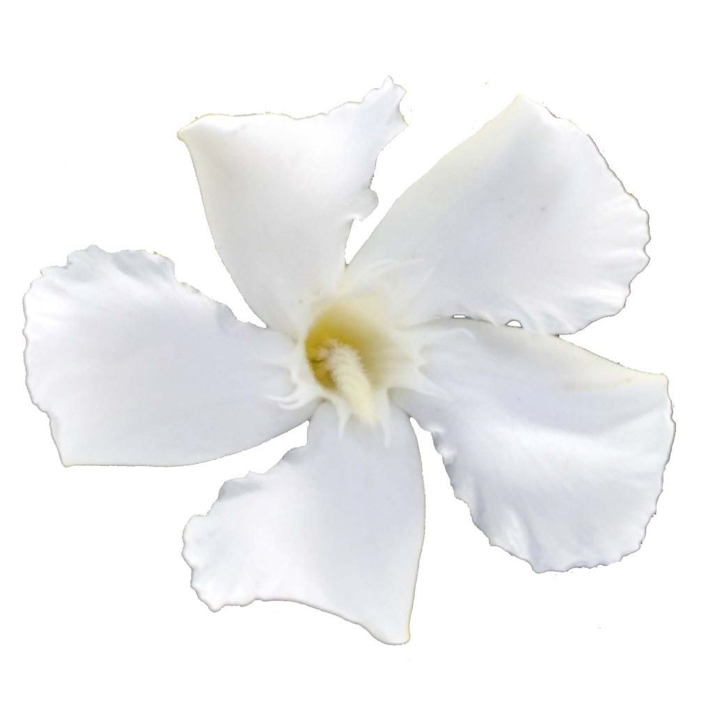 Oleander Soeur Agnes - Nerium