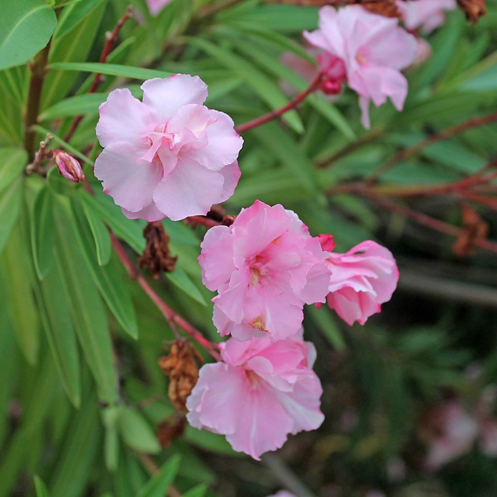 Oleander Roseum Plenum - Nerium