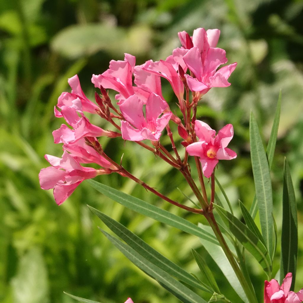 Oleander Maurin des Maures – Nerium oleander