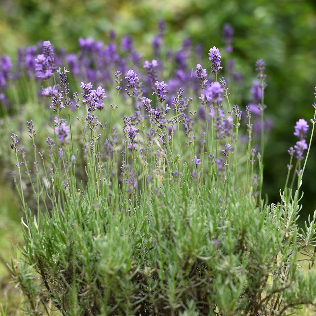 Echter Lavendel - Lavandula officinalis